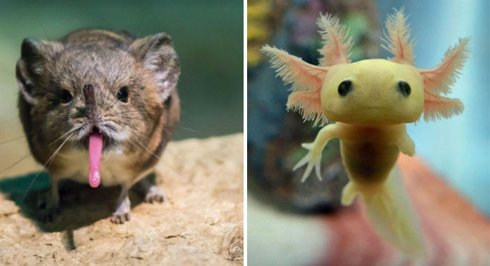 Детеныши редких животных, которых вы вряд ли видели - актуальные новости по теме Животные на Toplenta