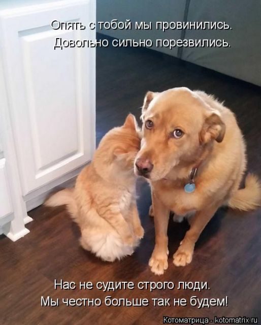 Самые смешные котоматрицы за прошедшую неделю