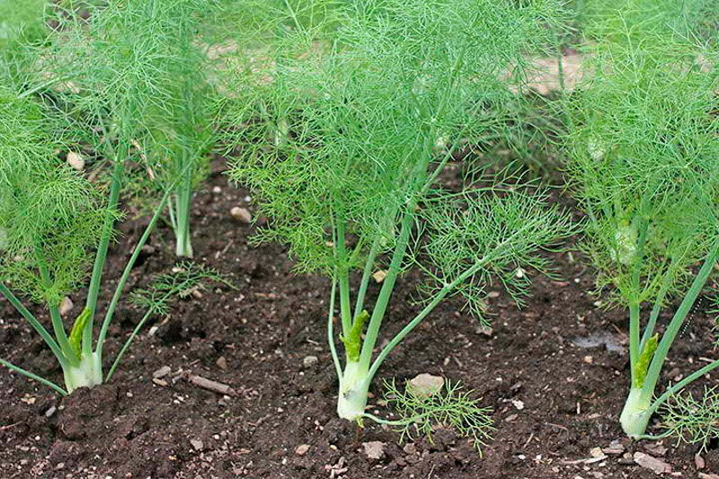 Выращиваем ароматный фенхель, самую полезную пряность дача,сад и огород,советы огороднику