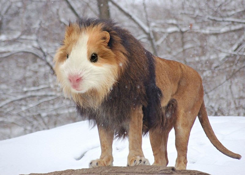 Guinion - Guinea Pig + Lion