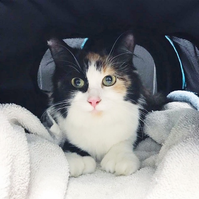 Кошка лежит