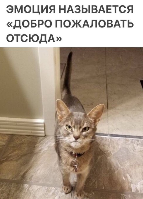 КотоМЕМЫ для хорошего настроения: «Слюни — это слёзы рта…» КотоМЕМЫ для хорошего настроения: «Слюни — это слёзы рта…»