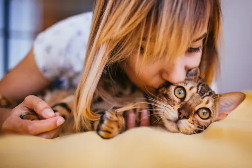 100 цитат о кошках: милые и смешные высказывания, в которых вы узнаете своего питомца домашние животные,наши любимцы