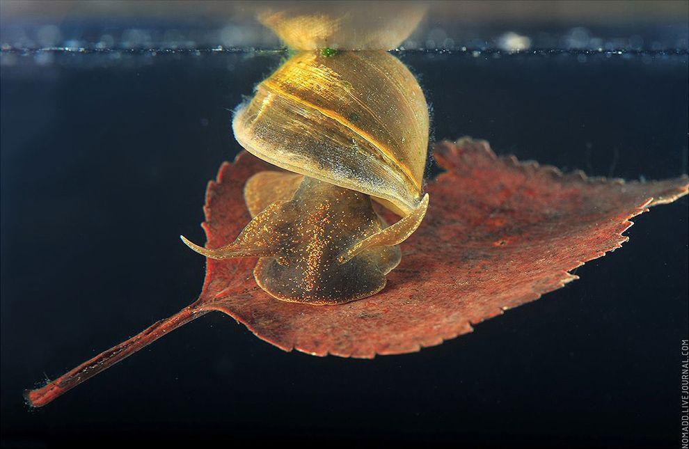 Фотография: Микромир Байкала №15 - BigPicture.ru