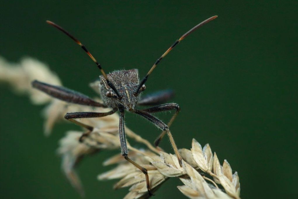 Хищнецы (лат. Reduviidae) — профессиональные охотники на пауков