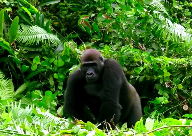 13-gorilla-approach