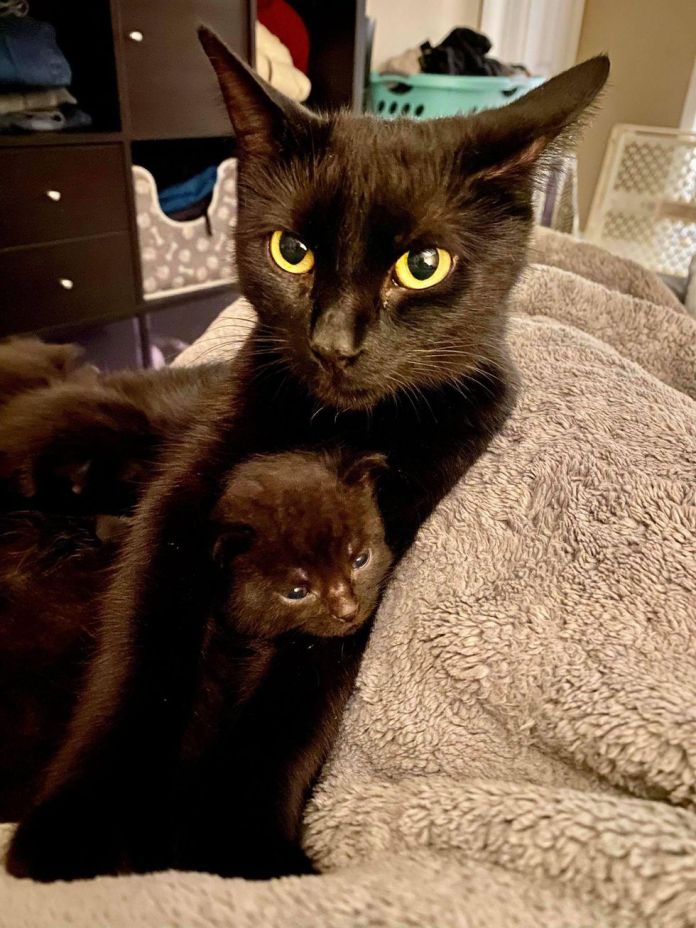 Без кота и жизнь не та