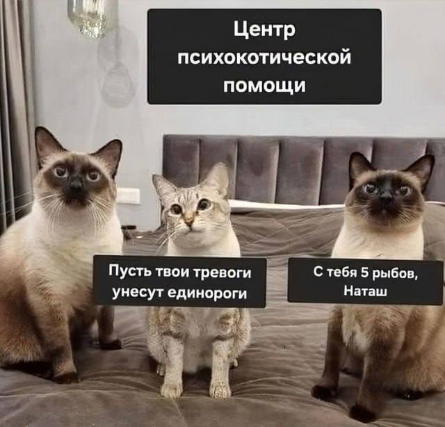 КотоМЕМЫ для хорошего настроения: «Слюни — это слёзы рта…» КотоМЕМЫ для хорошего настроения: «Слюни — это слёзы рта…»