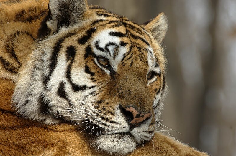 Амурский тигр © Валерий Малеев