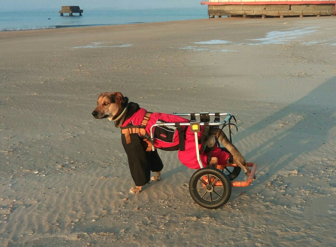 На зиму у Малыша есть комбинезон. Фото: из архива Оксаны Муромской. 