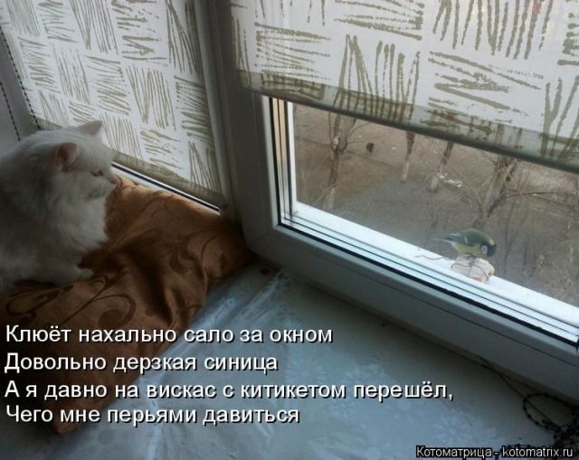 Самые смешные котоматрицы за прошедшую неделю