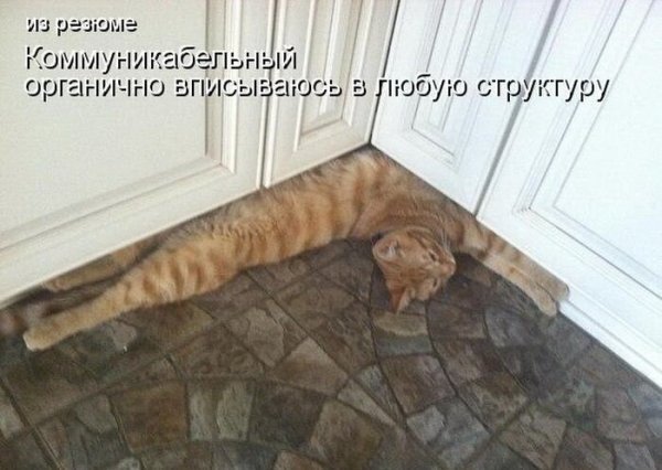 ÐšÐ¸Ñ-ÐºÐ¸Ñ- ÑŽÐ¼Ð¾Ñ€