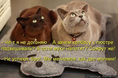 Лучшая котоматрица недели Лучшая котоматрица недели позитив,смешные картинки,юмор