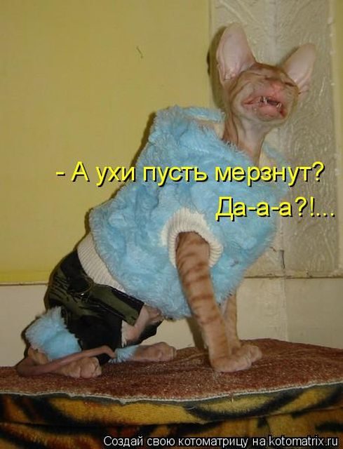 Самые смешные котоматрицы за прошедшую неделю