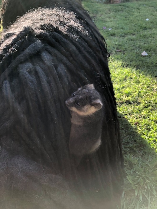 Малыш поссум