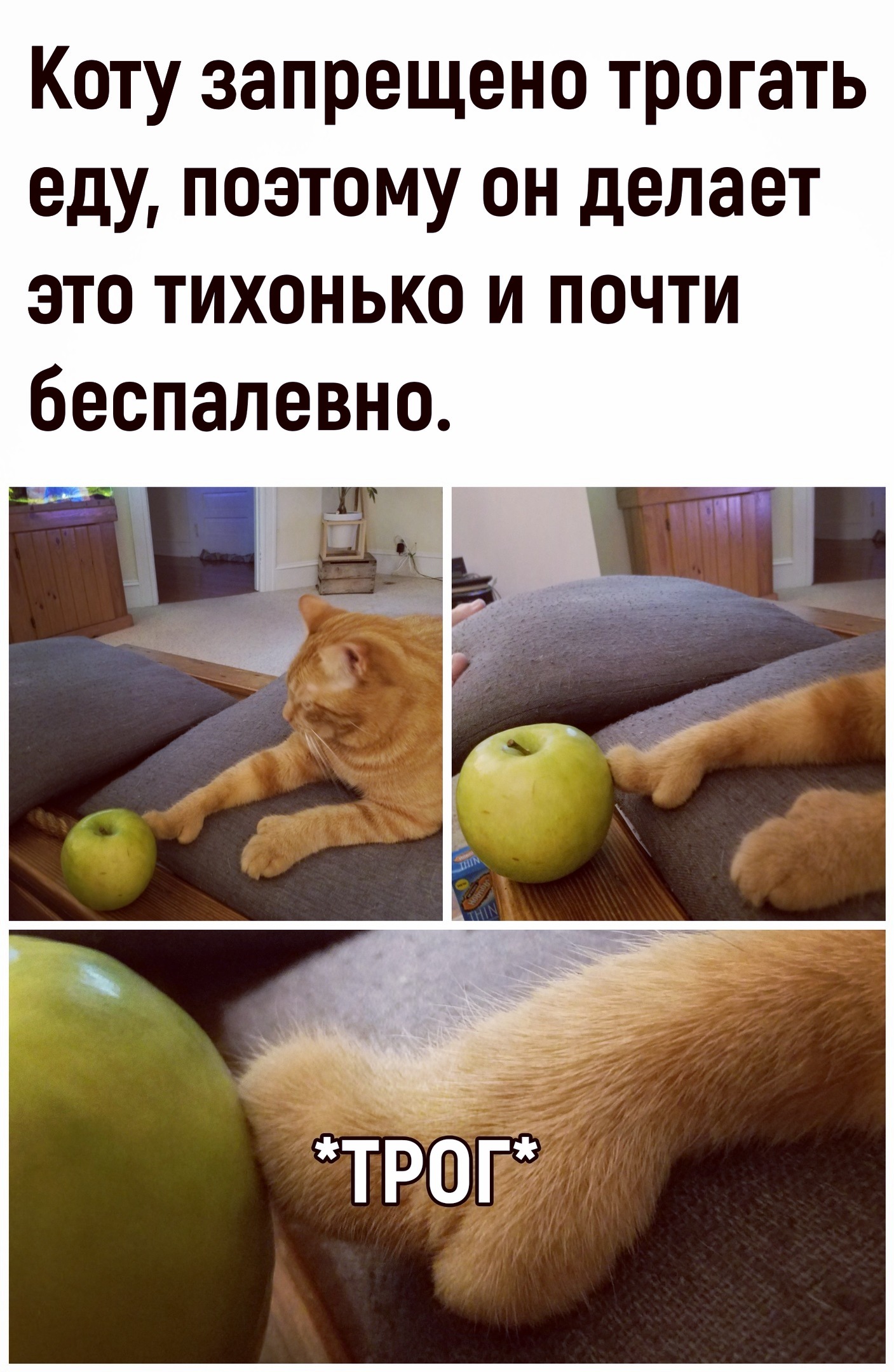 Разрешала лапать. Котики для поднятия настроения. Мемы с котами и яблоками. Коснулся кота. Смешные мемы для поднятия настроения.
