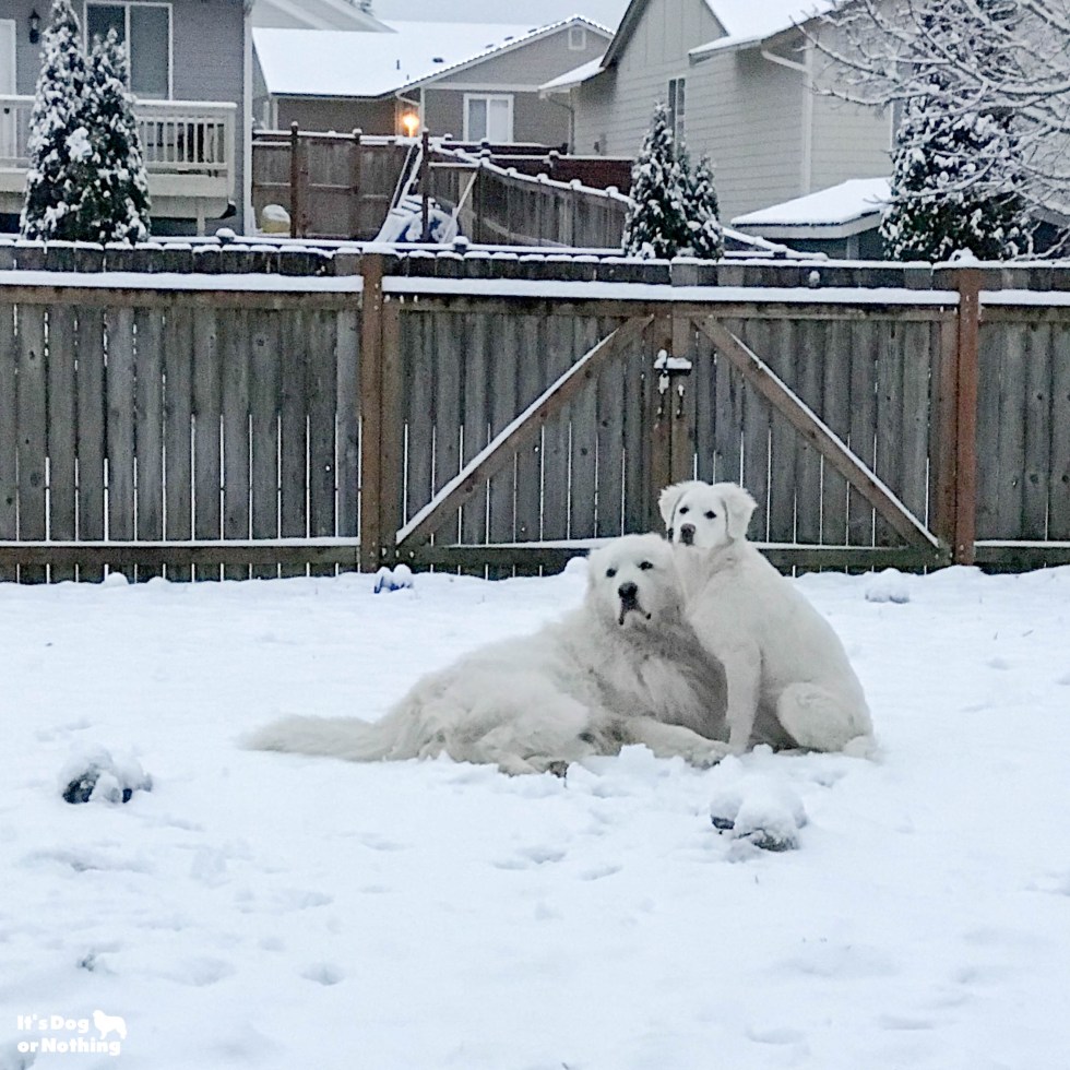 Kiska, our Great Pyrenees puppy, is 5 months olds now! Keep checking back to watch her grow.