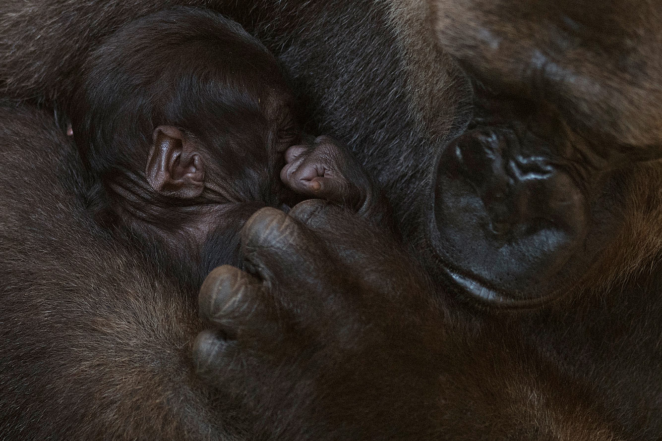 Семья горилл в Биопарке в Фуэнхироле