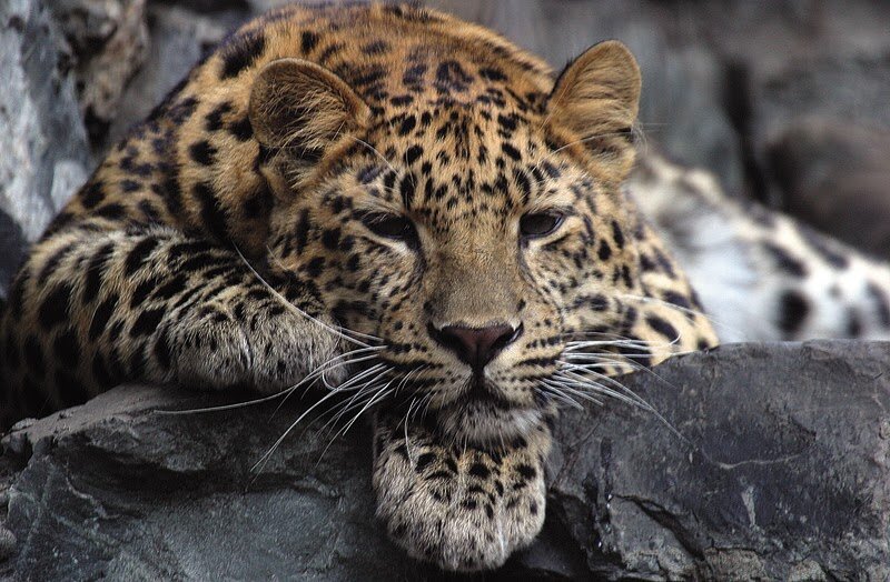 Дальневосточный леопард © Василий Солкин