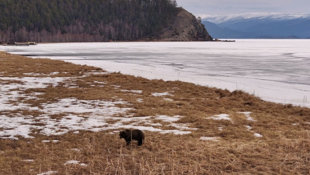 Команда, которая снимает фильм о "Заповедное Подлеморье", встретила медведя на полуострове Святой Нос