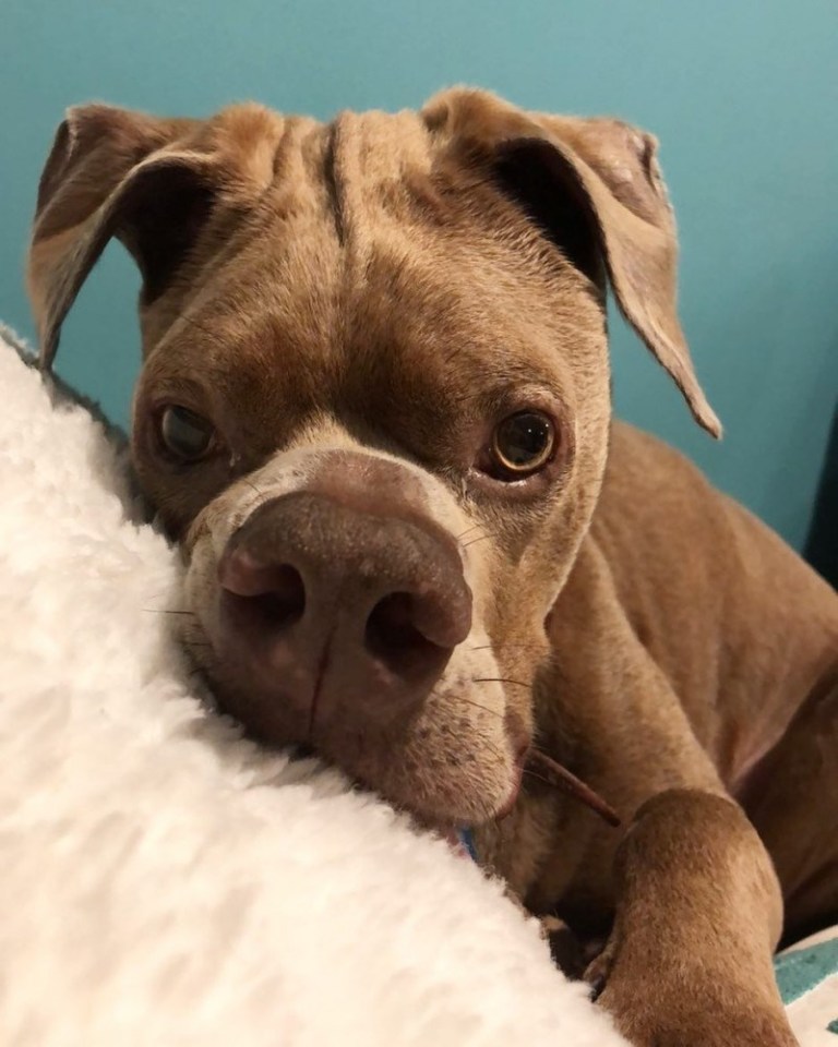 Некрасивый пеc, несмотря ни на что, нашел себе любящих хозяев истории из жизни