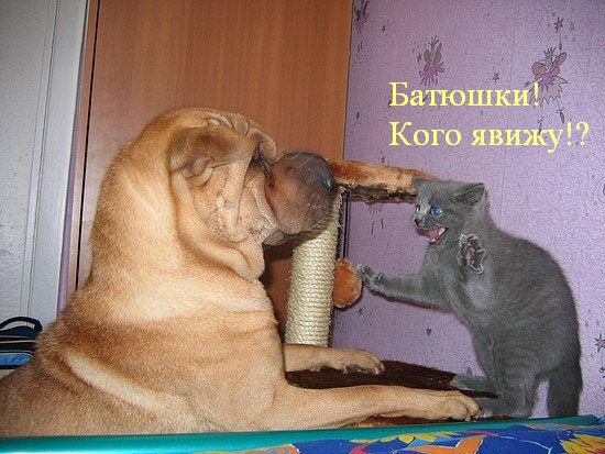 Давайте улыбаться вместе! :) (23улыбоки)