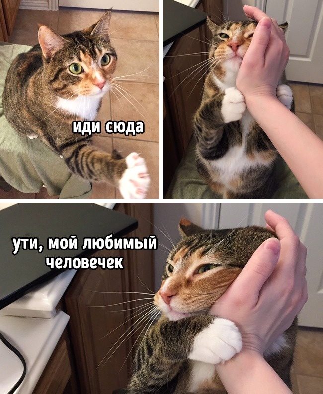 Признаки того, что ваш кот без ума от вас