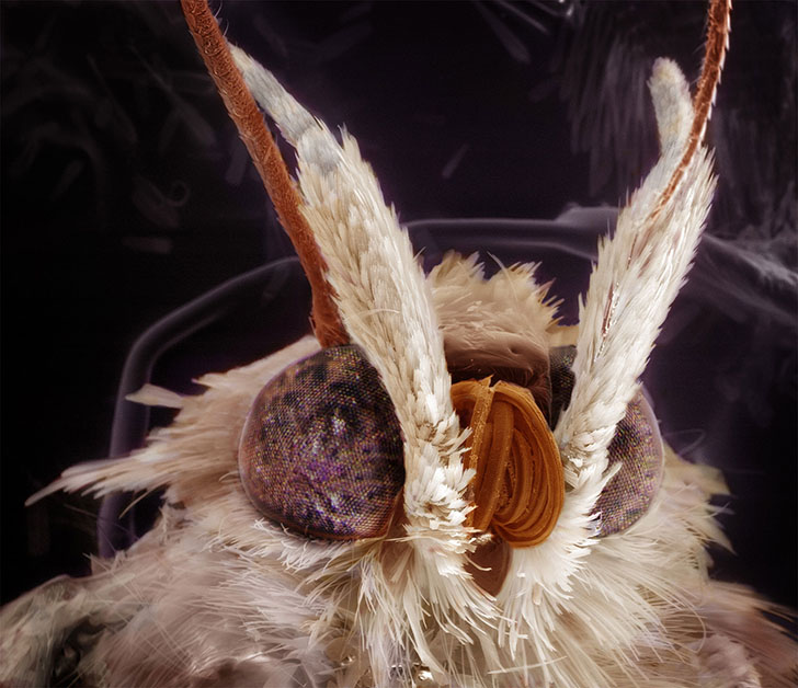 Необычные портреты знакомых вам насекомых