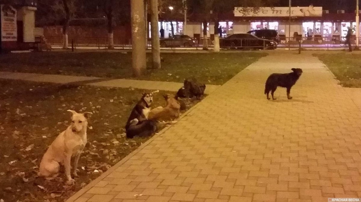 В Севастополе выплатят компенсации детям, пострадавшим от бездомных собак