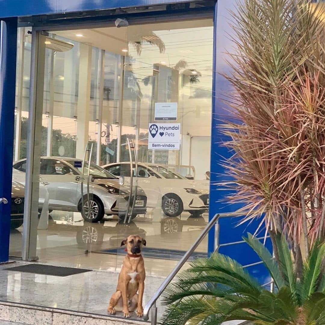 Бездомный пёс в Бразилии часто появлялся у автосалона, его взяли на работу и не прогадали