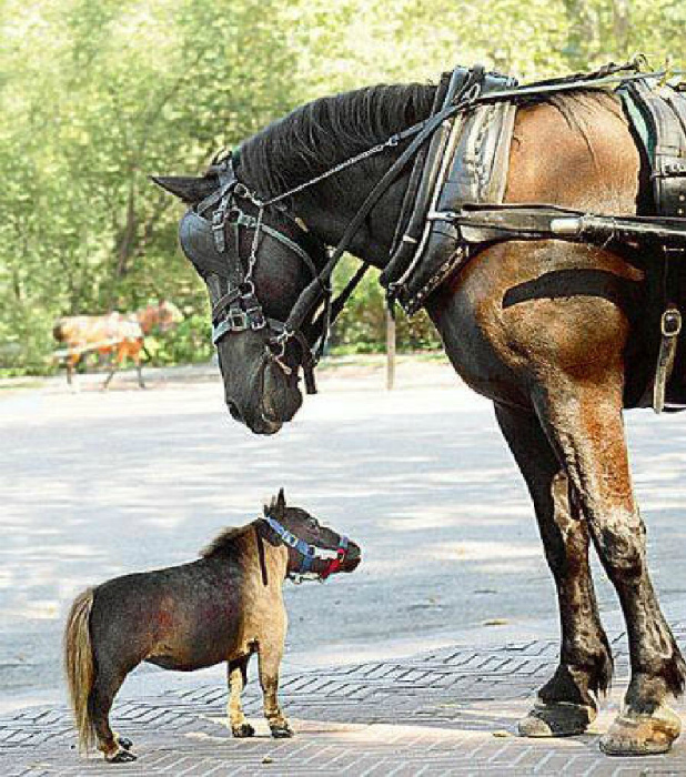 Так выглядит карликовая лошадка.