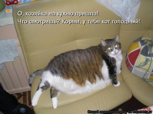 Ночная котоматрица (12 шт)