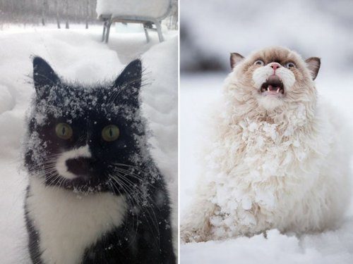 Кошки и снег