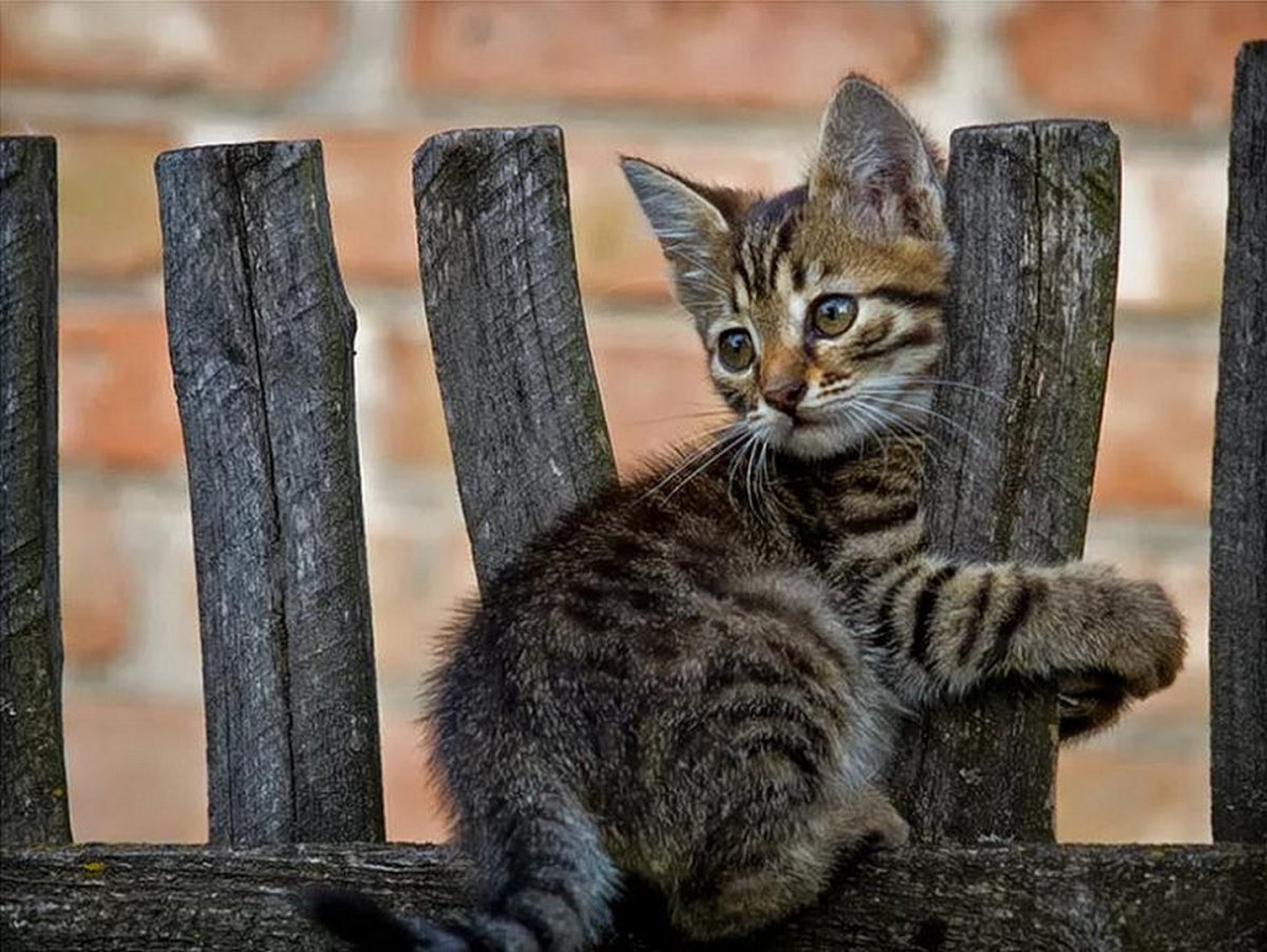 Котенок на крыше Котенок на крыше