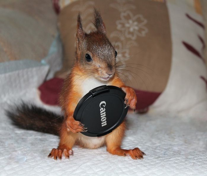 Животные, белка, позитив