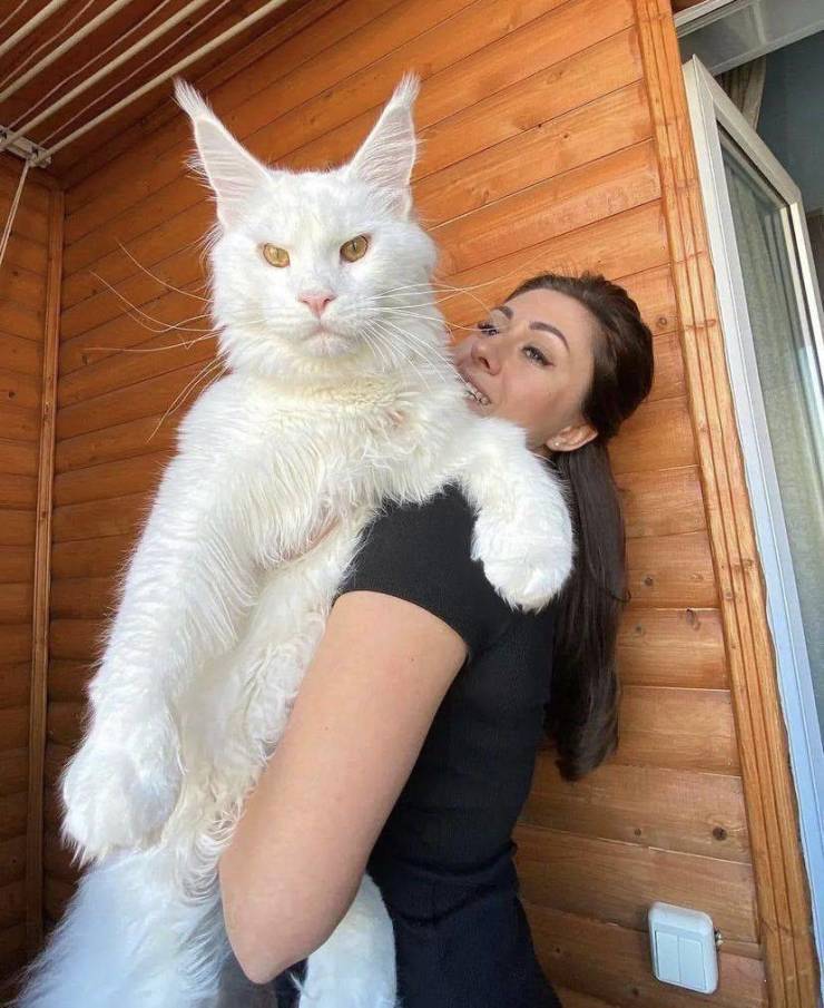 Подборка прикольных картинок  приколы,смешные картинки,юмор