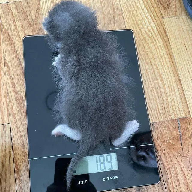 Без кота и жизнь не та
