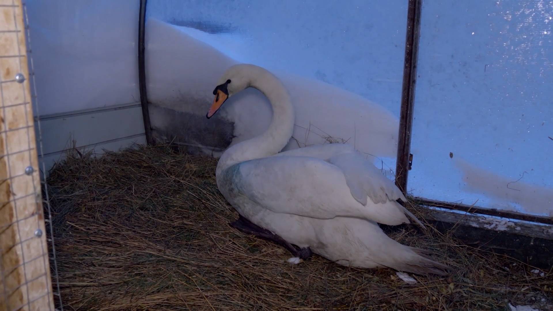 Зоозащитники спасли тяжело раненых лебедей в застывшем водоеме