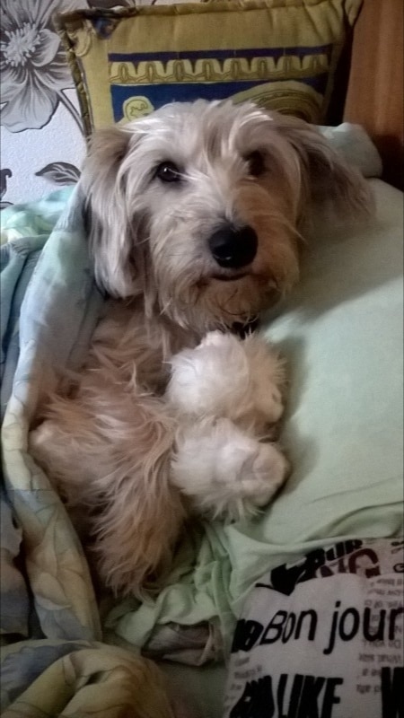 собака в кровати