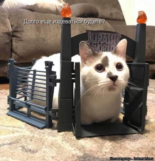 Лучшая котоматрица недели Лучшая котоматрица недели позитив,смешные картинки,юмор