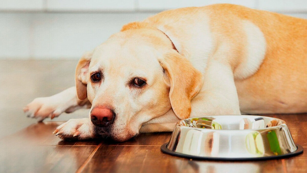 Куриный бульон