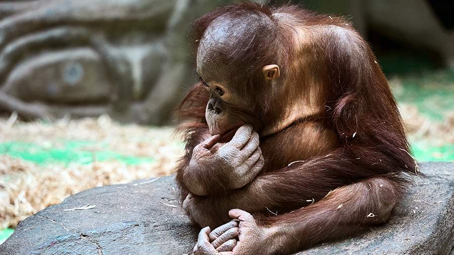 Малайзия заявила о намерении дарить орангутанов странам-партнерам
