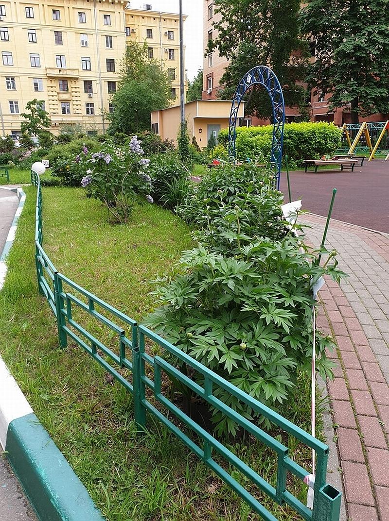 Цветник в городском дворе – советы практика двор,ландшафтный дизайн,цветник