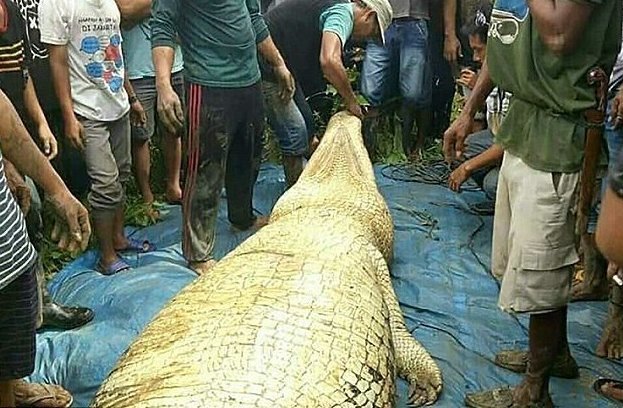 В Индонезии крокодил-людоед сожрал рабочего с плантации Калимантан, в зубах у крокодила, животне, индонезия, крокодил, крокодил-любоед, опасный хищник, чрезвычайное происшествие