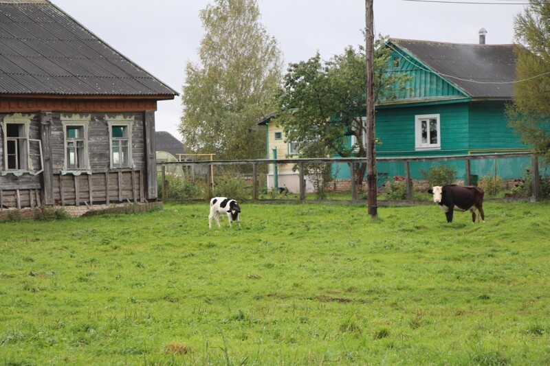 Деревня деревенька Тверская область