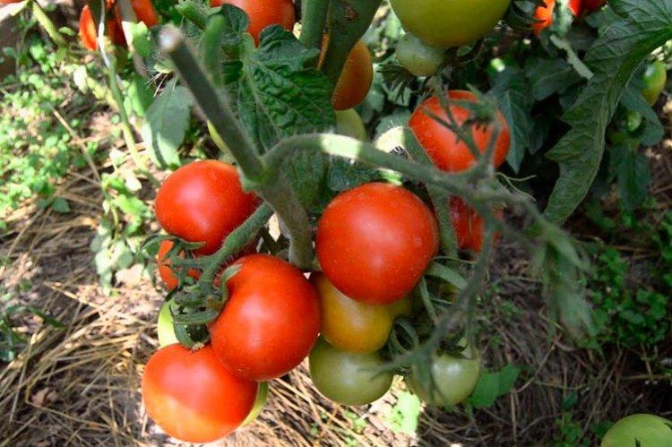 Самые высокоурожайные сорта томатов: фото, названия и описания дача,сад и огород,советы огородникам