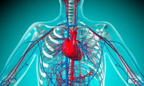 Всего 5 правил для укрепления сердца и сосудов: советы ведущих кардиологов.