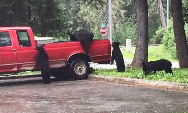 Медведи-грабители разграбили пикап на Аляске аляска, видео, грабители грузовиков, животные, забавно, интересно, медведи, мишки-воришки