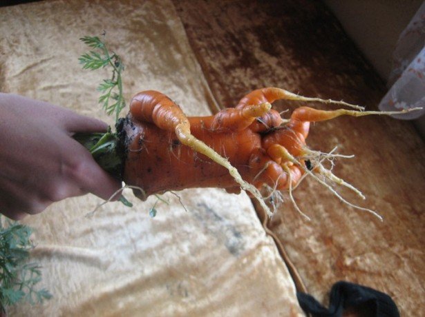Фотография моркови