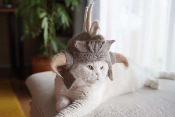 Семья из Японии начала делать шапочки своим котам шапок, Хиромо, какие, немалой, популярностью, Ямазаки, посвоему, очаровательны, будто, нравится, позировать, показывать, крутые, новые, интернете, шапочки, появились, Хозяева, говорят, шапки